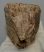 Mammuthus primigenius partial tooth (1052 grams)