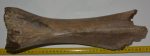 Mammuthus primigenius részleges tibia csont 