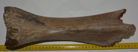 Mammuthus primigenius részleges tibia csont 