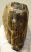 Mammuthus primigenius partial tooth (873 grams)