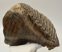 Mammuthus primigenius fog (3313 gramm) gyapjas mamut