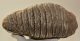 Mammuthus primigenius fog (3313 gramm) gyapjas mamut