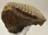 Mammuthus primigenius fog (3313 gramm) gyapjas mamut
