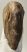 Mammuthus primigenius fog (3313 gramm) gyapjas mamut