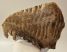 Mammuthus primigenius fog (3313 gramm) gyapjas mamut