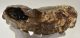 Mammuthus primigenius fog (3313 gramm) gyapjas mamut