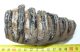 Mammuthus meridionalis partial tooth (116 mm)