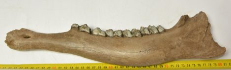 Megaloceros giganteus részlegas bal oldalsó állkapocs (393 mm)