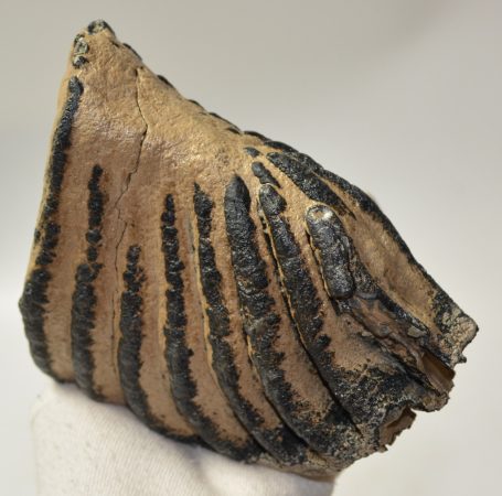 Mammuthus sp. részleges fog (1233 gramm)