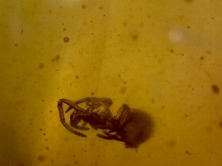 Pók és rovar zárvány Brumit borostyánban (15 mm x 12 mm x 4 mm)