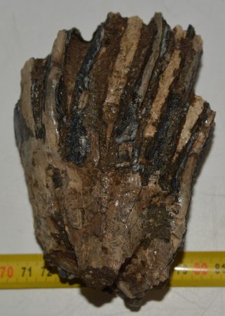 Mammuthus meridionalis részleges fog (1044 gramm)