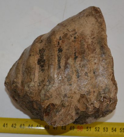 Mammuthus meridionalis részleges fog (1562 gramm)