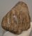 Mammuthus meridionalis részleges fog (1562 gramm)