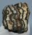 Mammuthus meridionalis részleges fog (994 gramm)