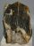 Mammuthus meridionalis részleges fog (994 gramm)