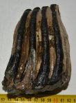 Mammuthus sp. partial tooth (1260 grams)