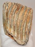 Mammuthus primigenius részleges fog (740 gramm)