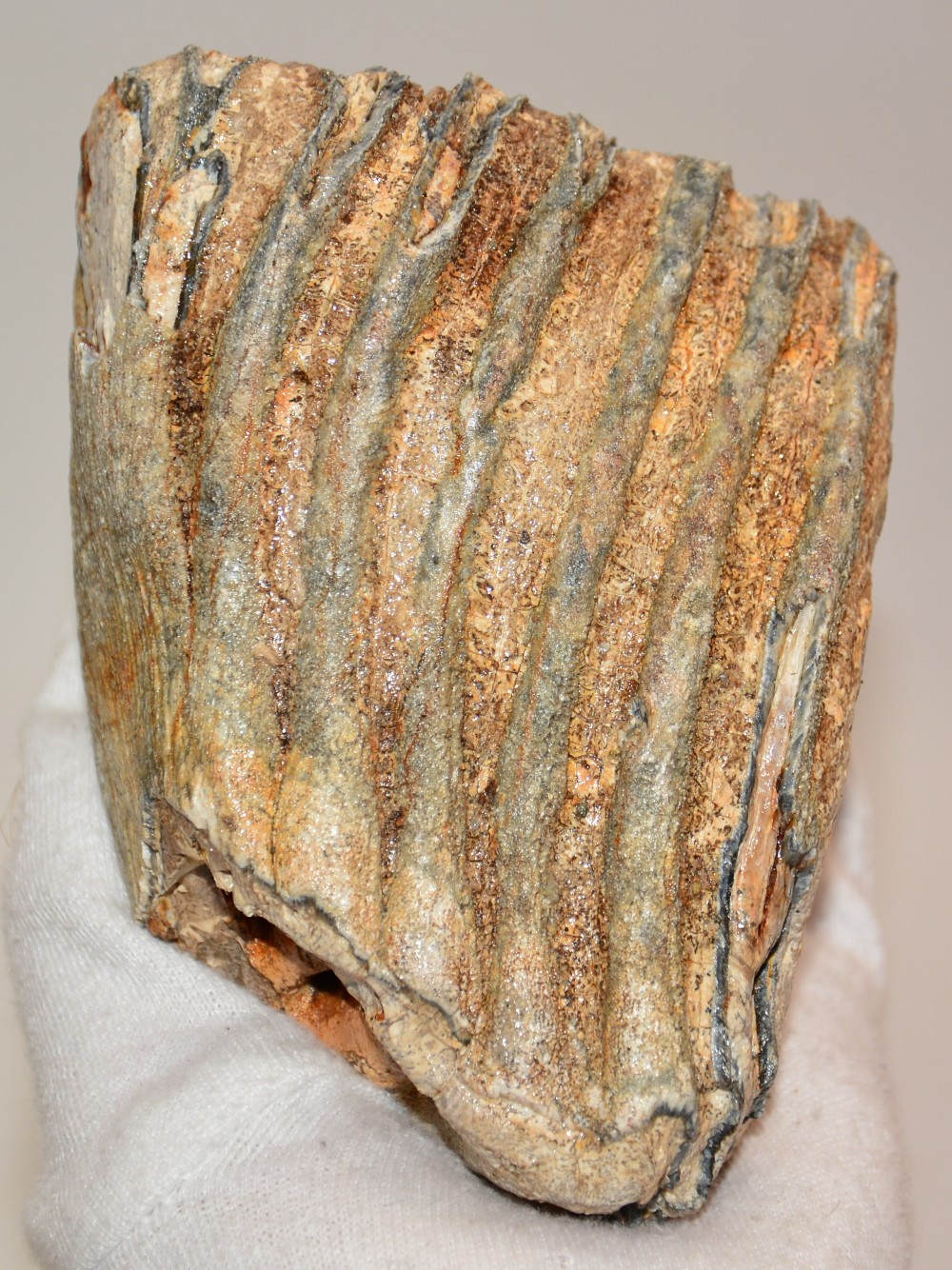 Mammuthus primigenius partial tooth (740 grams) - Fossilwebh
