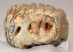 Mammuthus primigenius partial tooth (740 grams)