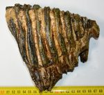   Palaeoloxodon antiquus felső fog (1632 gramm) Elephas antiquus