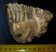 Partial Mammuthus meridionalis tooth (475 gram)