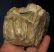 Részleges Mammuthus meridionalis fog (475 gramm)