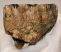 Mammuthus meridionalis partial tooth (699 gramm)