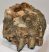 Mammuthus meridionalis partial tooth (699 gramm)
