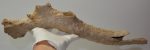 Cervus elaphus partial antler 
