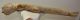 Cervus elaphus partial antler 