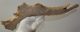 Cervus elaphus partial antler 