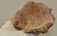 Cervus elaphus partial antler 