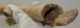 Cervus elaphus partial antler 