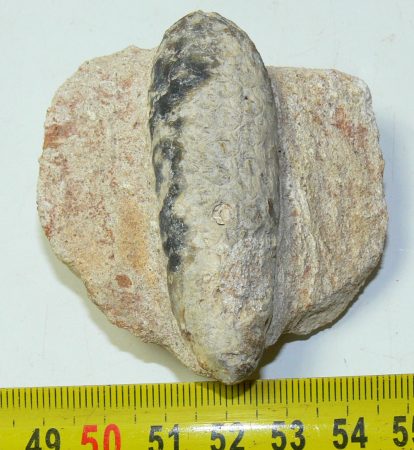 Equicalastrobus chinleana fenyő toboz kövület