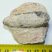 Equicalastrobus chinleana Pine Cone Fossil