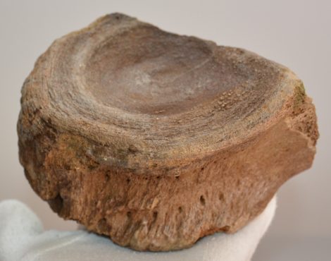 Mammuthus primigenius részleges csigolya csont (655 gramm)