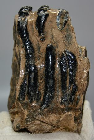 Mammuthus meridionalis partial tooth (1245 grams)