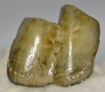 Stephanorhinus cf. etruscus lower tooth