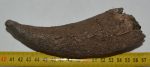  Bison sp. partial horn bone (160 mm)