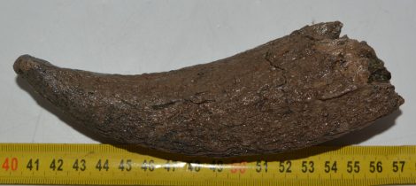  Bison sp. partial horn bone (160 mm)