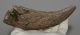 Bison sp. partial horn bone (160 mm)