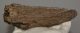  Bison sp. partial horn bone (160 mm)