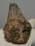  Bison sp. partial horn bone (160 mm)