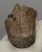  Bison sp. partial horn bone (160 mm)