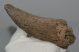  Bison sp. partial horn bone (160 mm)