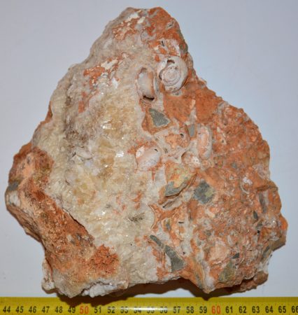  Calcite crystalline Tacheocampylaea doderleini & Helix sp. snails fossils