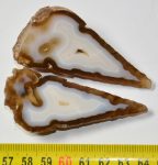 Eocene age agate snail fossil cut in two and polished