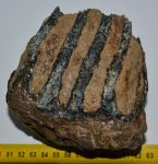 Mammuthus meridionalis részleges fog (1280 gramm)