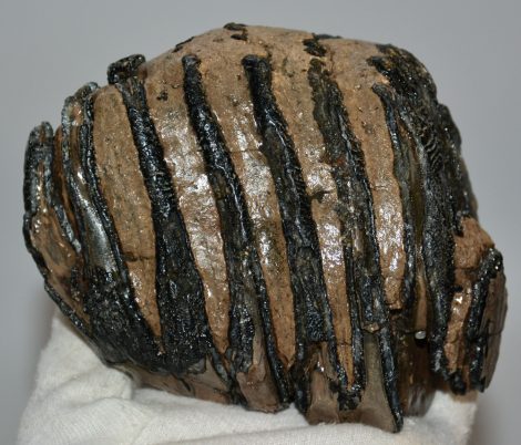 Mammuthus sp. részleges fog (994 gramm)