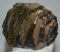 Mammuthus sp. részleges fog (994 gramm)